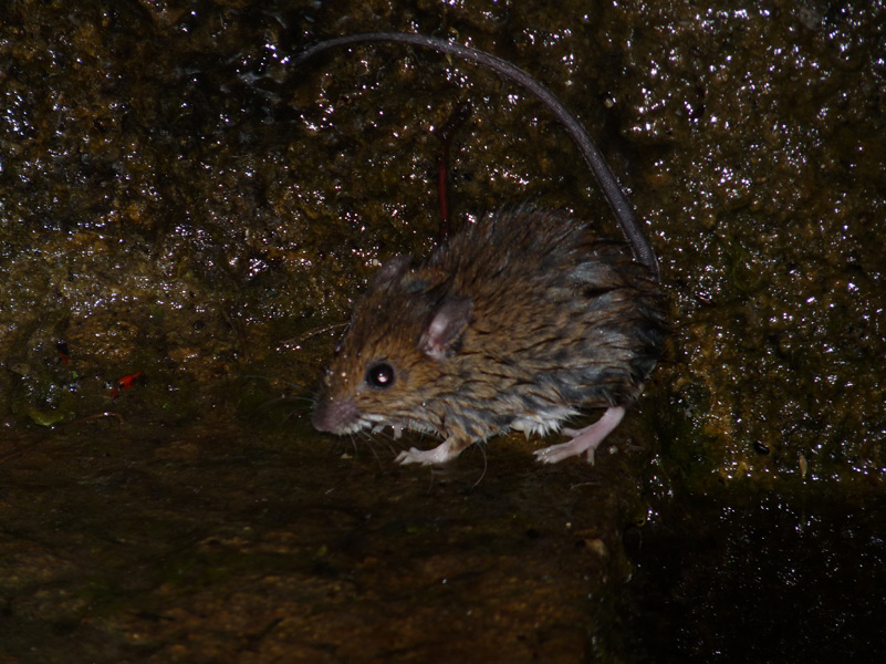 ratto? Apodemus cfr. sylvaticus